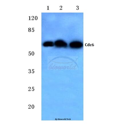 Anti-Cdc6 (V48) Antibody from Bioworld Technology (BS1048) - Antibodies.com
