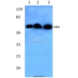 Anti-Cdc6 (V48) Antibody from Bioworld Technology (BS1048) - Antibodies.com