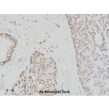 Anti-Cdc6 (V48) Antibody from Bioworld Technology (BS1048) - Antibodies.com