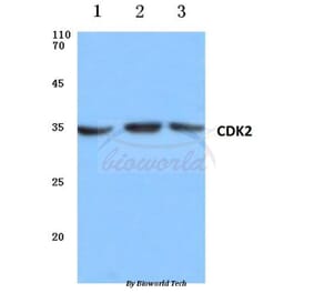 Anti-Cdk2 (V154) Antibody from Bioworld Technology (BS1050) - Antibodies.com