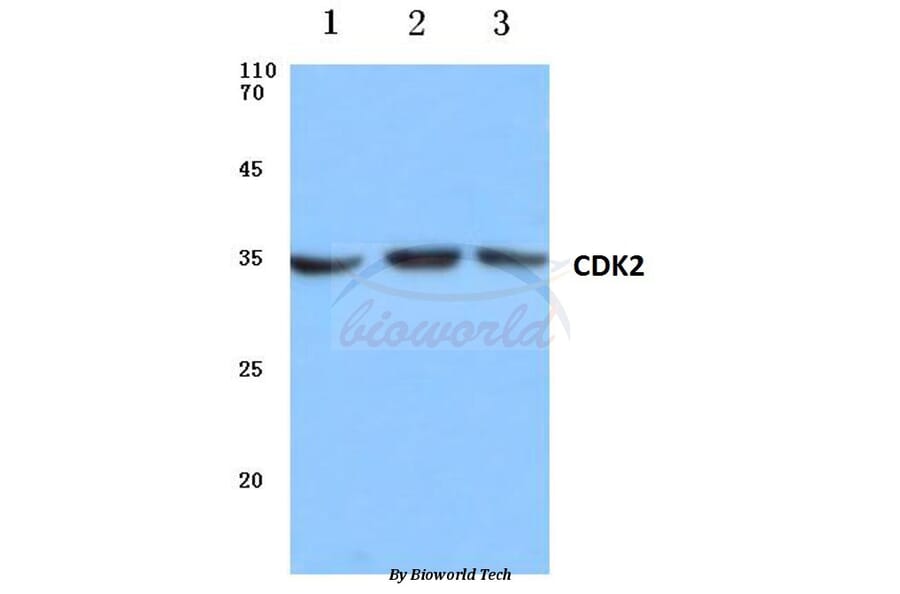 Anti-Cdk2 (V154) Antibody from Bioworld Technology (BS1050) - Antibodies.com