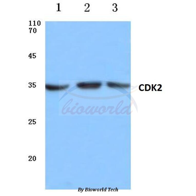 Anti-Cdk2 (V154) Antibody from Bioworld Technology (BS1050) - Antibodies.com