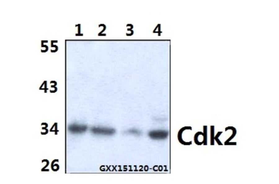 Anti-Cdk2 (V154) Antibody from Bioworld Technology (BS1050) - Antibodies.com