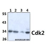 Anti-Cdk2 (V154) Antibody from Bioworld Technology (BS1050) - Antibodies.com