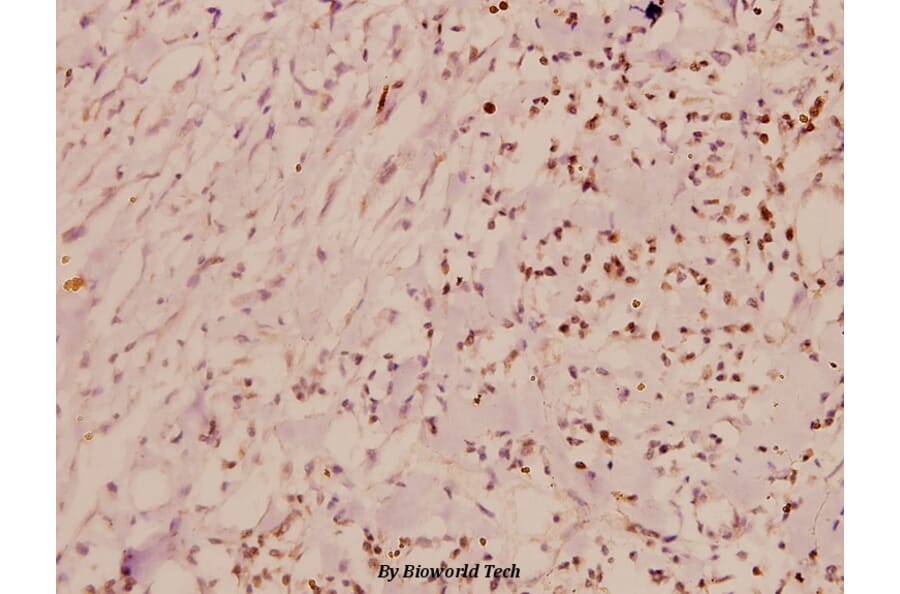 Anti-Cdk2 (V154) Antibody from Bioworld Technology (BS1050) - Antibodies.com