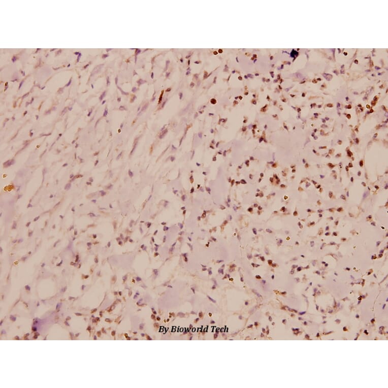Anti-Cdk2 (V154) Antibody from Bioworld Technology (BS1050) - Antibodies.com