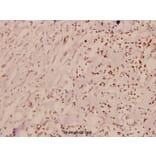Anti-Cdk2 (V154) Antibody from Bioworld Technology (BS1050) - Antibodies.com