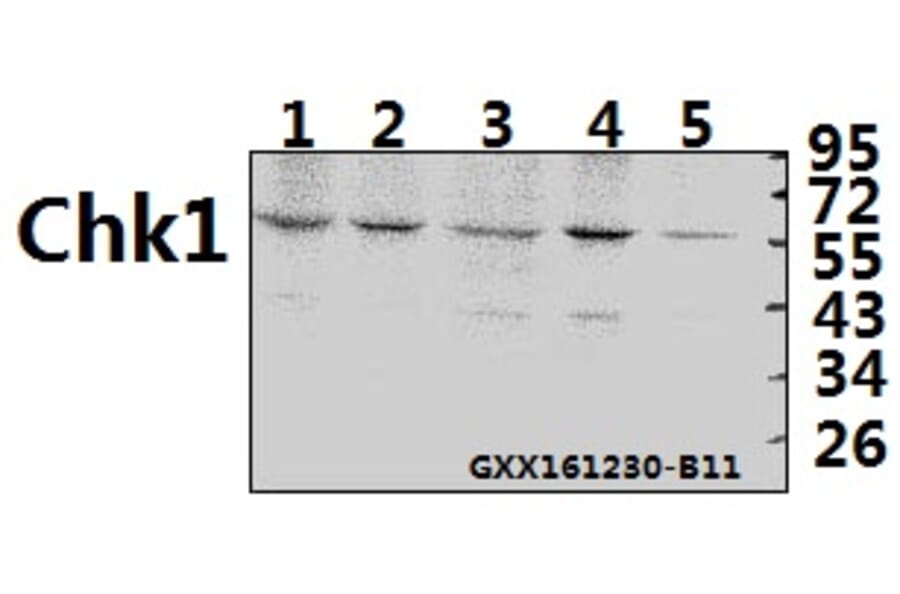 Anti-Chk1 (K274) Antibody from Bioworld Technology (BS1051) - Antibodies.com