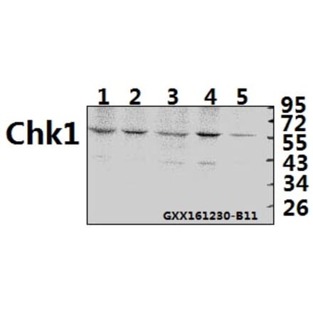 Anti-Chk1 (K274) Antibody from Bioworld Technology (BS1051) - Antibodies.com