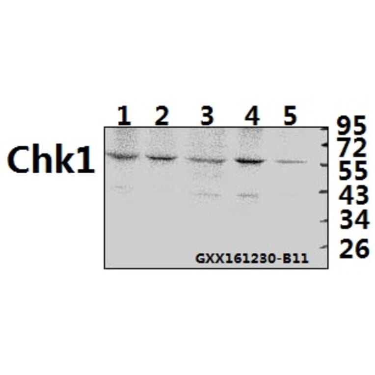 Anti-Chk1 (K274) Antibody from Bioworld Technology (BS1051) - Antibodies.com