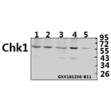 Anti-Chk1 (K274) Antibody from Bioworld Technology (BS1051) - Antibodies.com