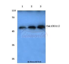 Anti-Chk1 (N311) Antibody from Bioworld Technology (BS1052) - Antibodies.com