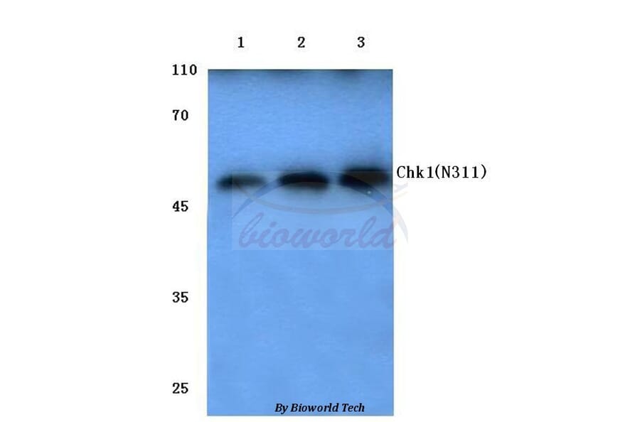 Anti-Chk1 (N311) Antibody from Bioworld Technology (BS1052) - Antibodies.com