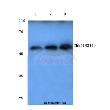 Anti-Chk1 (N311) Antibody from Bioworld Technology (BS1052) - Antibodies.com