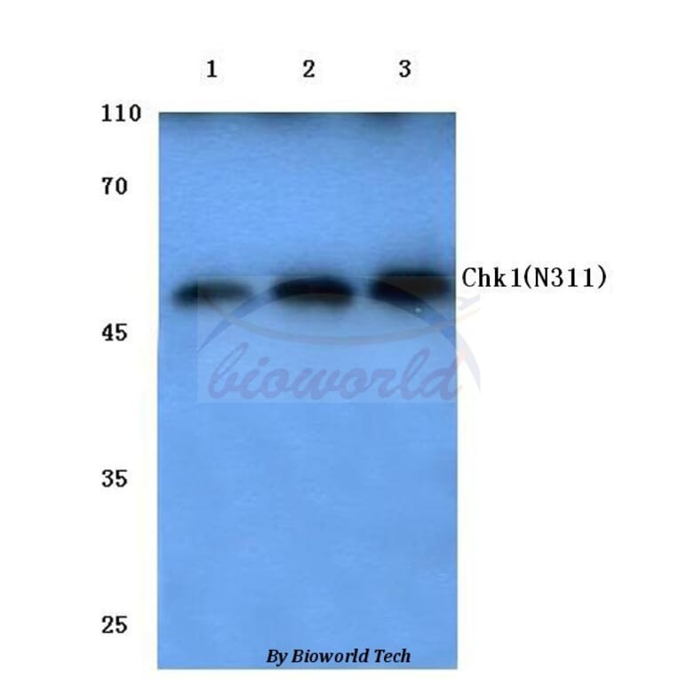 Anti-Chk1 (N311) Antibody from Bioworld Technology (BS1052) - Antibodies.com