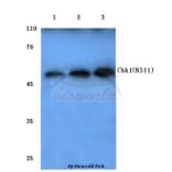 Anti-Chk1 (N311) Antibody from Bioworld Technology (BS1052) - Antibodies.com