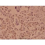 Anti-Chk1 (N311) Antibody from Bioworld Technology (BS1052) - Antibodies.com