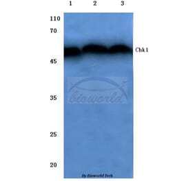 Anti-Chk1 (V339) Antibody from Bioworld Technology (BS1053) - Antibodies.com
