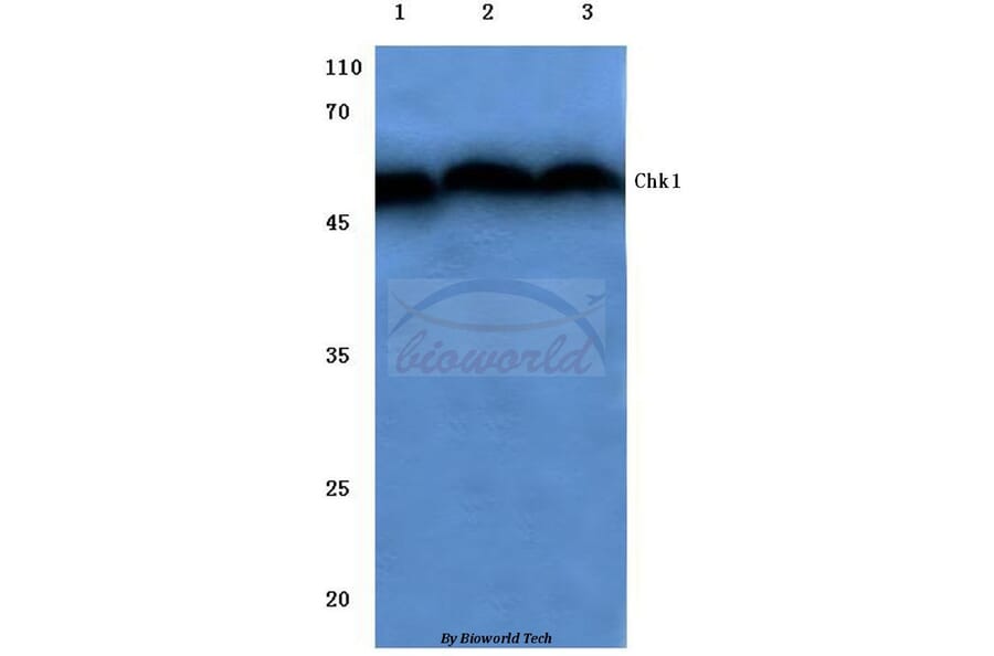 Anti-Chk1 (V339) Antibody from Bioworld Technology (BS1053) - Antibodies.com