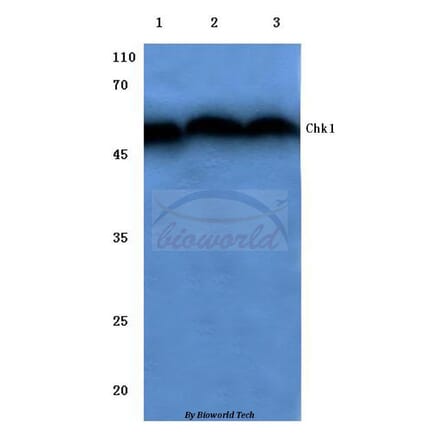 Anti-Chk1 (V339) Antibody from Bioworld Technology (BS1053) - Antibodies.com