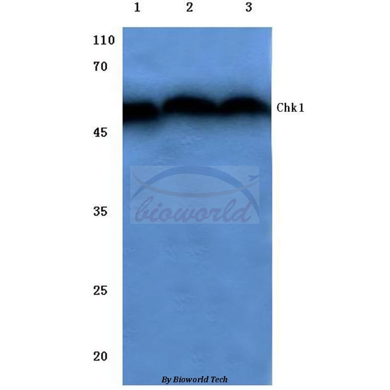Anti-Chk1 (V339) Antibody from Bioworld Technology (BS1053) - Antibodies.com
