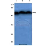 Anti-Chk1 (V339) Antibody from Bioworld Technology (BS1053) - Antibodies.com