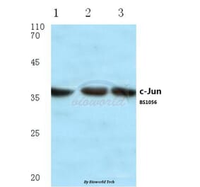 Anti-c-Jun (H164) Antibody from Bioworld Technology (BS1056) - Antibodies.com