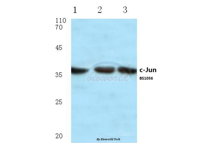 Anti-c-Jun (H164) Antibody from Bioworld Technology (BS1056) - Antibodies.com