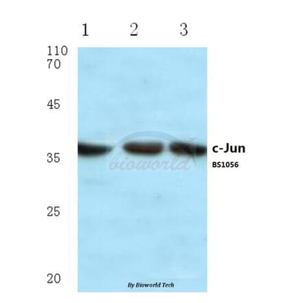 Anti-c-Jun (H164) Antibody from Bioworld Technology (BS1056) - Antibodies.com