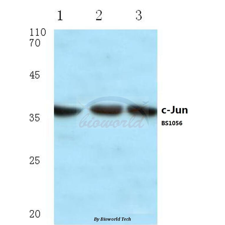 Anti-c-Jun (H164) Antibody from Bioworld Technology (BS1056) - Antibodies.com