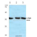 Anti-c-Jun (H164) Antibody from Bioworld Technology (BS1056) - Antibodies.com