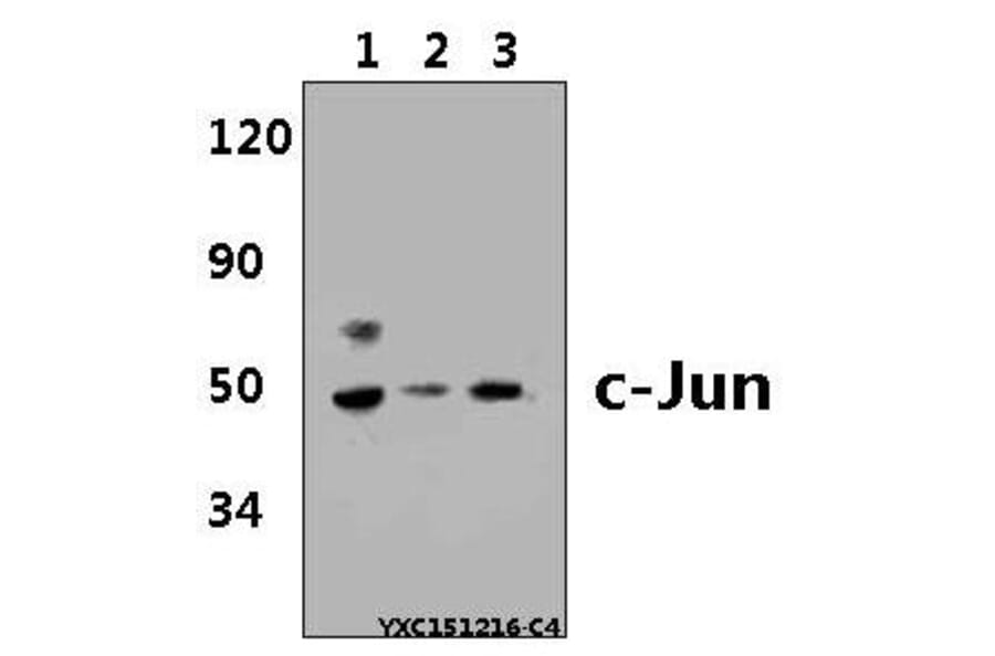 Anti-c-Jun (H164) Antibody from Bioworld Technology (BS1056) - Antibodies.com