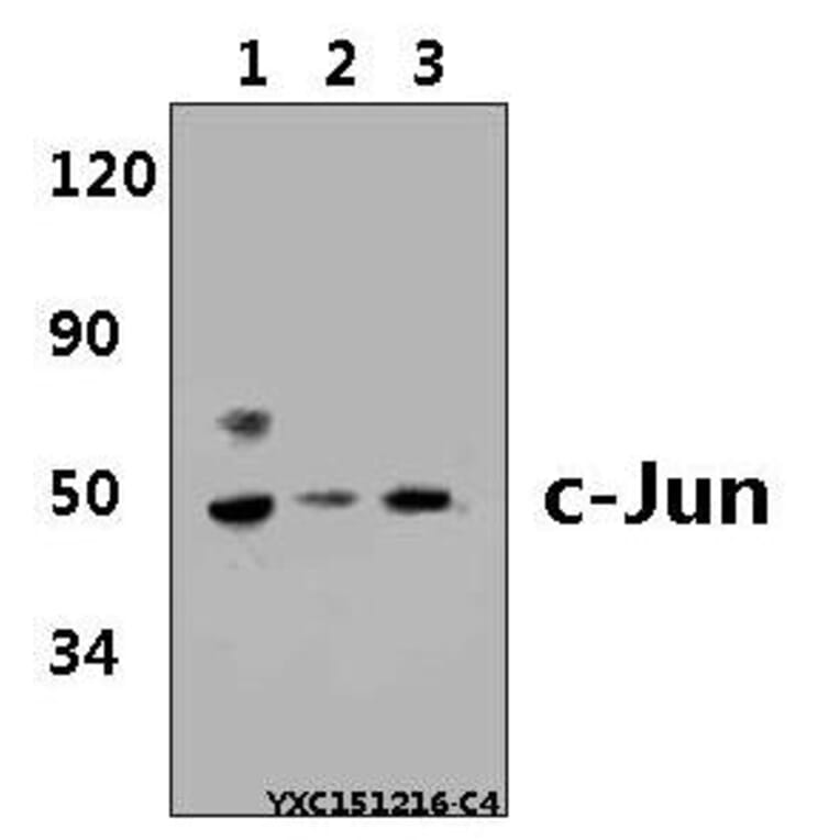 Anti-c-Jun (H164) Antibody from Bioworld Technology (BS1056) - Antibodies.com