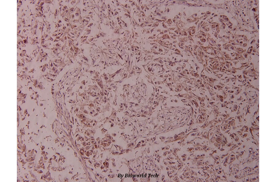 Anti-c-Jun (H164) Antibody from Bioworld Technology (BS1056) - Antibodies.com