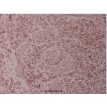 Anti-c-Jun (H164) Antibody from Bioworld Technology (BS1056) - Antibodies.com