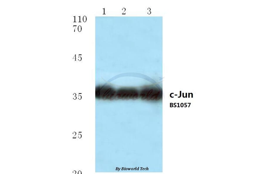 Anti-c-Jun (P233) Antibody from Bioworld Technology (BS1057) - Antibodies.com
