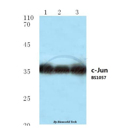 Anti-c-Jun (P233) Antibody from Bioworld Technology (BS1057) - Antibodies.com