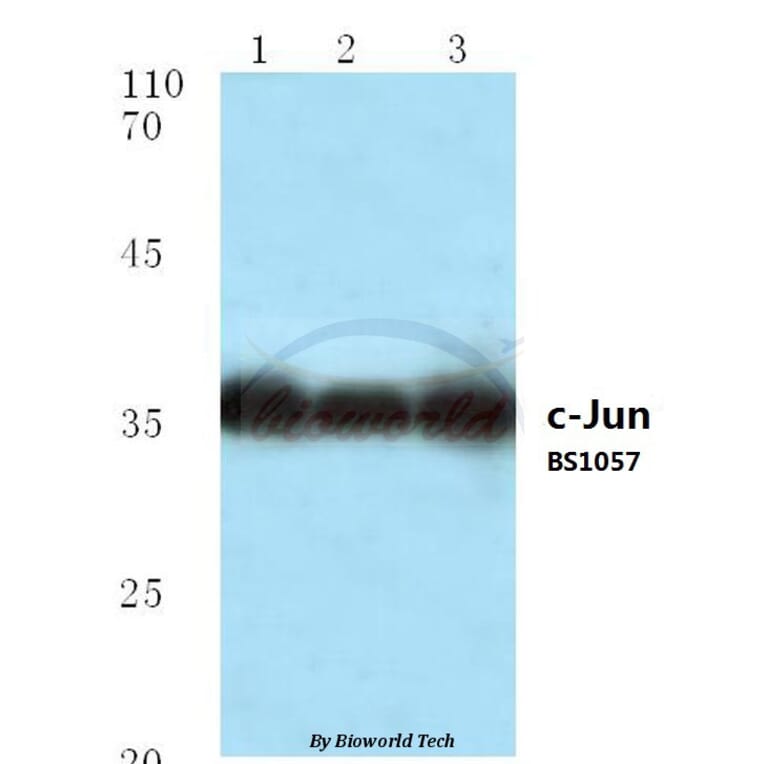 Anti-c-Jun (P233) Antibody from Bioworld Technology (BS1057) - Antibodies.com
