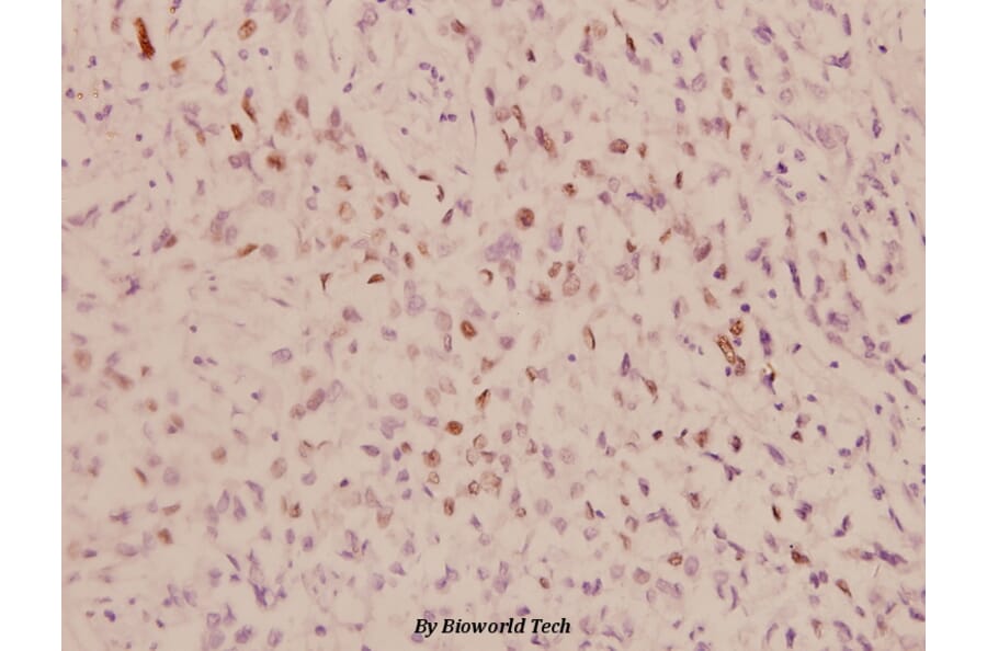 Anti-c-Jun (P233) Antibody from Bioworld Technology (BS1057) - Antibodies.com
