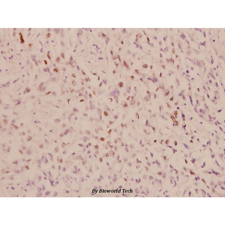 Anti-c-Jun (P233) Antibody from Bioworld Technology (BS1057) - Antibodies.com