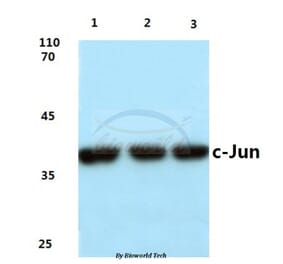 Anti-c-Jun (G237) Antibody from Bioworld Technology (BS1058) - Antibodies.com