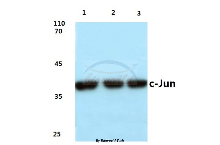 Anti-c-Jun (G237) Antibody from Bioworld Technology (BS1058) - Antibodies.com