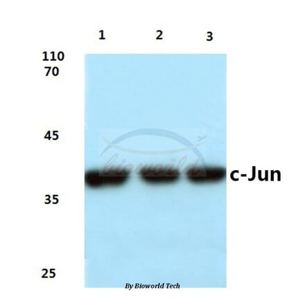 Anti-c-Jun (G237) Antibody from Bioworld Technology (BS1058) - Antibodies.com