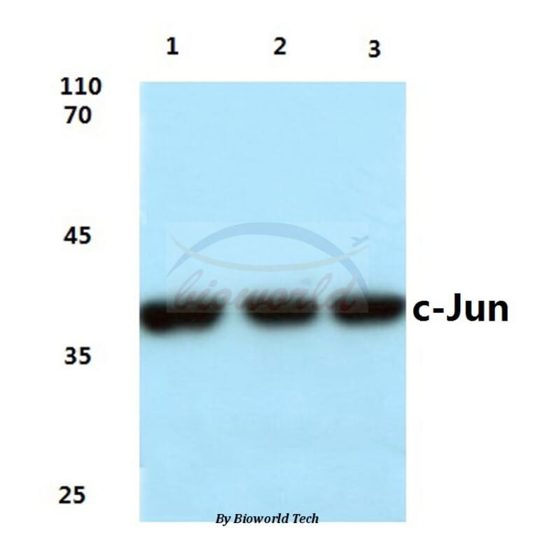 Anti-c-Jun (G237) Antibody from Bioworld Technology (BS1058) - Antibodies.com