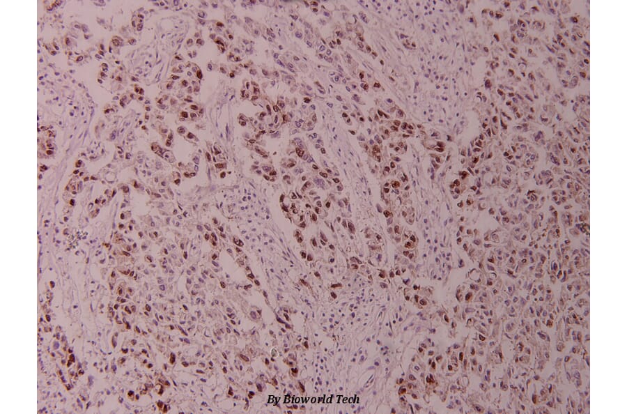 Anti-c-Jun (G237) Antibody from Bioworld Technology (BS1058) - Antibodies.com