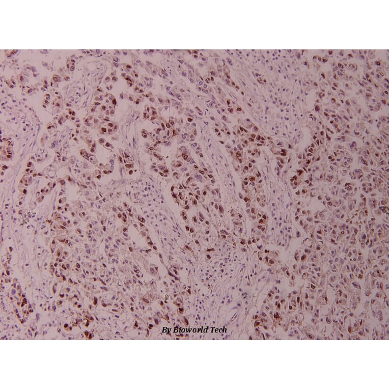 Anti-c-Jun (G237) Antibody from Bioworld Technology (BS1058) - Antibodies.com