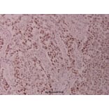 Anti-c-Jun (G237) Antibody from Bioworld Technology (BS1058) - Antibodies.com