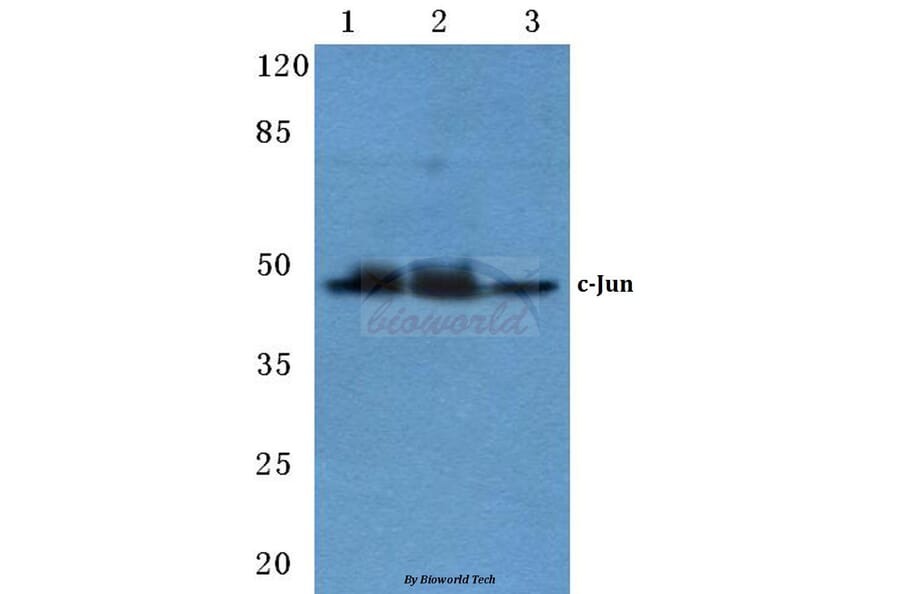 Anti-c-Jun (N57) Antibody from Bioworld Technology (BS1059) - Antibodies.com