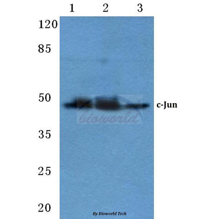 Anti-c-Jun (N57) Antibody from Bioworld Technology (BS1059) - Antibodies.com