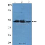 Anti-c-Jun (N57) Antibody from Bioworld Technology (BS1059) - Antibodies.com